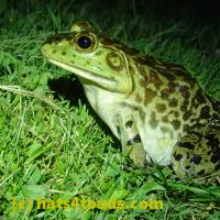 /home//u458753944/public_html/sourcegallery//////Frogs/More bullfrogs/P6080140.JPG